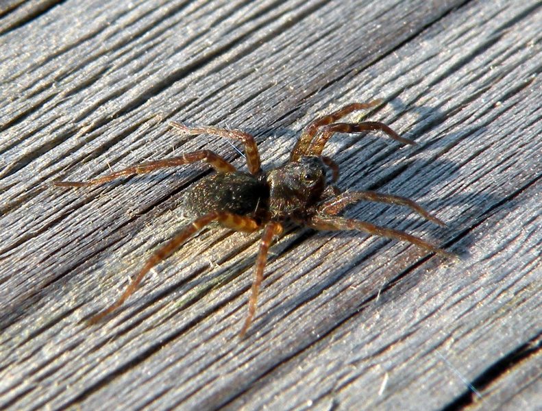 Pardosa sp.